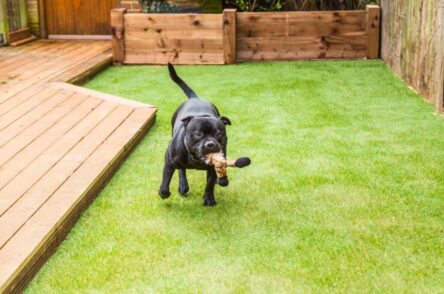 Dog happily playing in artificial turf