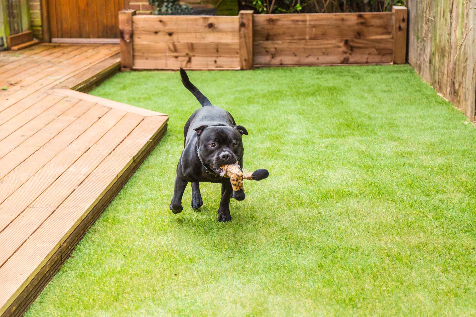 Dog happily playing in artificial turf